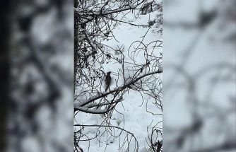 Tunceli’de beyaz örtü üzerinde nadir anlar: Nesli tehlike altındaki su samuru kamerada