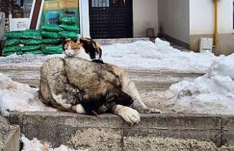 Tunceli’de kedi ile köpeğin dostluğu içleri ısıttı