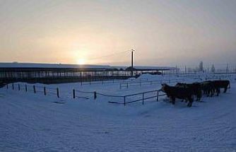 Türkiye’nin en büyük hayvan pazarı ağır kış şartları nedeniyle kapatıldı