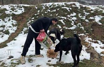 Uludağ’da aç kalan köpeklerin imdadına hayvanseverler yetişti