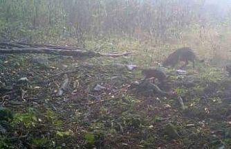 Uludağ’da sisler arasında anne yaban kedisi ve yavruları görüntülendi