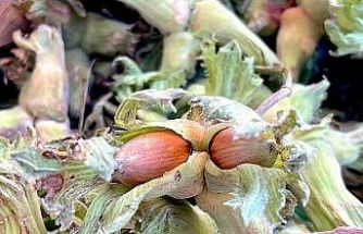 Uludağ’ın fındığı destek bekliyor