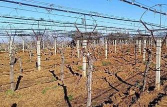 Üzüm üreticisi yenilik peşinde