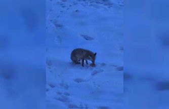 Valilik bahçesindeki davetsiz misafir gülümsetti