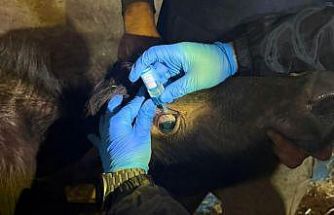 Vize’de büyükbaş hayvanların aşılanması çalışmaları devam ediyor