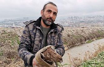 Yaralı şahin kurtarıldı