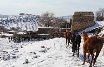 Yılkı atları fotoğrafçıların gözdesi oldu