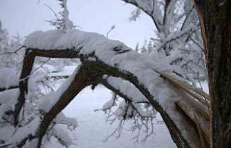 Yoğun kar yağışı Harput’ta çok sayıda ağacın dallarını kırdı