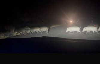 Yolun karşısına geçen domuz sürüsü şaşırttı