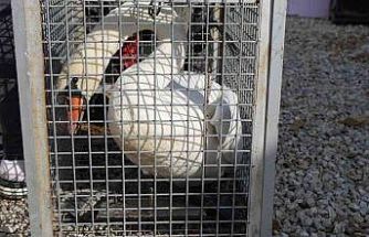 Yolunu şaşıran kuğu, Ankara’da bir evin bahçesine düştü