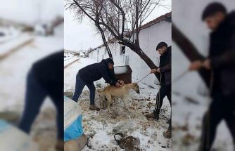 Yozgat’ta 2025 yılında 7 bin 548 sahipli hayvana mikroçip uygulandı