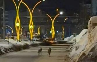 Yüksekova’da kurtlar şehir merkezine indi