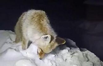 Yüksekova’da Sibirya soğukları: Tilki ayakta dondu