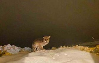 Aç kalan tilkiye şefkat eli: "O yedikçe ben mutlu oldum"