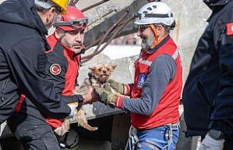 Afetlerde mahsur kalan hayvanlar unutulmayacak