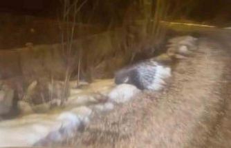 Afrika’nın tehlikeli kirpisi Sivas’ta görüntülendi