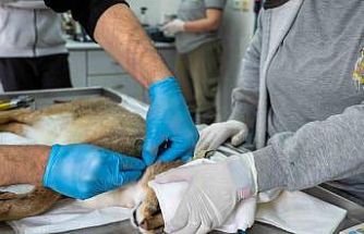 Ağır yaralı bulunan saz kedisi, sağlıklı şekilde doğaya salındı