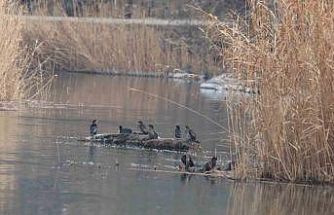 Ağrı Dağı Milli Parkı 200’ü aşkın kuş türüne ev sahipliği yapıyor