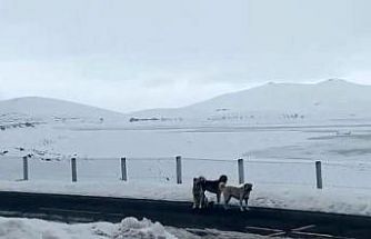 Ağrı’da başıboş sokak köpekleri tehlike saçıyor