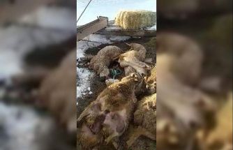 Ahırın çatısı çöktü: 40 koyun 15 kuzu telef oldu