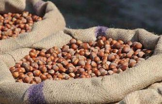 Akça: "Fındıkta tekelci yapının manipülasyonu bitmek üzere"