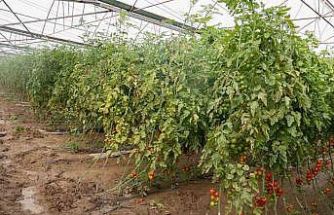 Aksu’da sağanak, sel, hortum ve doludan 23 mahalle, 500 çiftçi zarar gördü