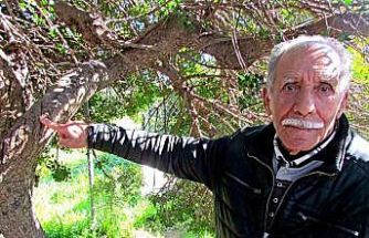 Alaçatı’da, sakızın 70 yıllık geçmişini anlattılar