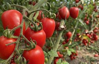 Antalya Ticaret Borsası, Ocak ayı hal endeksini açıkladı