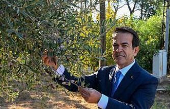 Antalya zeytinyağını markalaştıracak 30 öneri