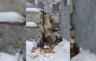 Ardahan’ın Damal ilçesinde yaralanan tilkiye belediye başkanı sahip çıktı