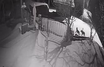 Artvin’de aç kalan kurt sürüsü yerleşim alanına indi