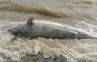 Ayvacık sahiline ölü yunus balığı vurdu