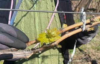 Bağlarda erken uyanış korkutuyor