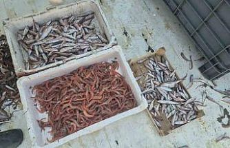 Balıkçılar karides, tekir ve istavritle limana döndü