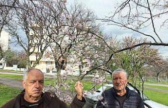 Balıkesir’de bademler çiçek açtı