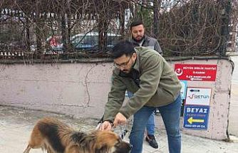 Başıboş sokak köpekleri toplanarak barınağa götürüldü