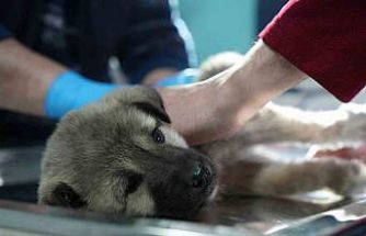 Bayburtlu şoförden insanlık dersi: Başka sürücünün çarpıp kaçtığı yaralı köpeğe umut oldu