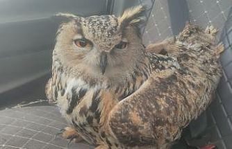 Bayburt’ta bulunan puhuda mantar enfeksiyonu tespit edildi