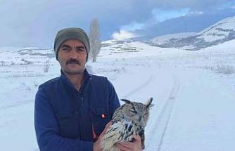 Bayburt’ta duyarlı vatandaşın yaralı halde bulduğu puhu kuduz çıktı