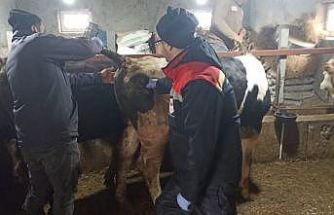 Beyşehir’de şap ile mücadelede çalışmaları