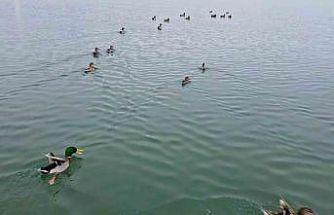 Bitlis’te sazlıklar dondu, kuşlar gölde toplandı