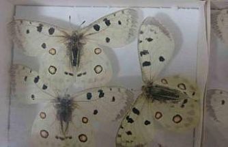 Böcek Müzesi 30 bin örnekle bilime katkı sunuyor, çocukların korkularını yeniyor