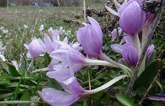 Bolu’da baharın müjdecisi çiğdemler çiçek açtı