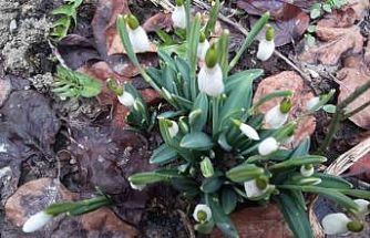 Bolu’da "baharın müjdecisi" kardelenler yüzünü erken gösterdi