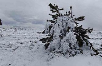 Bolu’da soğuk hava ağaçları dondurdu