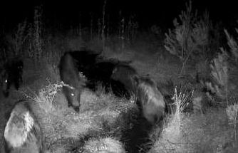 Bolu’da yaban hayatı fotokapanlarla görüntülendi