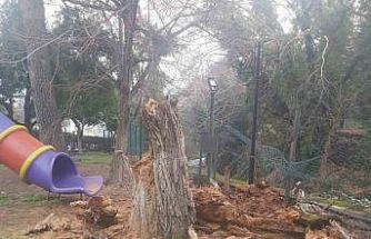 Bozdoğan’da ağaç devrildi, duvar çöktü: 2 yaralı