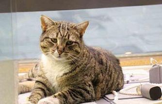 Bu kedi altınların arasında uyuyor