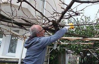 Burhaniye’de asmalarda budama sezonu başladı