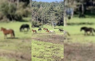 Bursa’da yılkı atlarının özgürlük gezisi